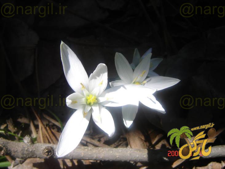 شیرمرغ پاکوتاه